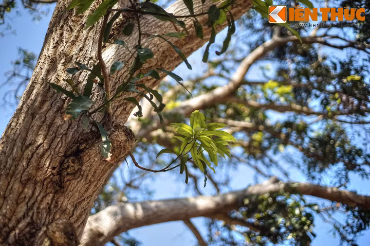 Những chồi xanh mơn mởn vẫn nhú ra từ lớp vỏ cây già cỗi.