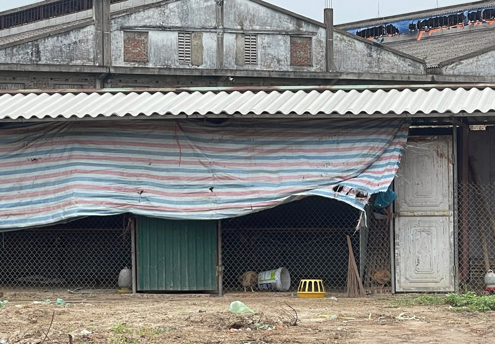 Một phần diện tích bên trong khu đất được sử dụng để làm chuồng nuôi, nhốt gà.
