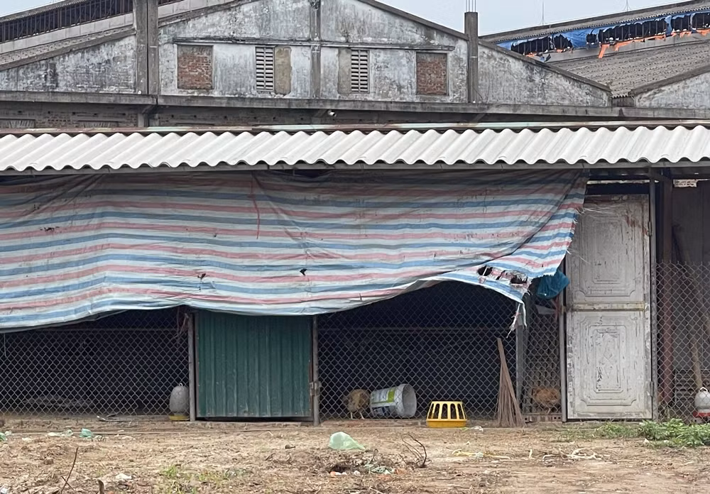 Một phần diện tích bên trong khu đất được sử dụng để làm chuồng nuôi, nhốt gà.