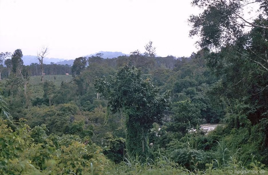 Rừng núi hoang sơ phía trên dòng sông Thác Đray Sáp.