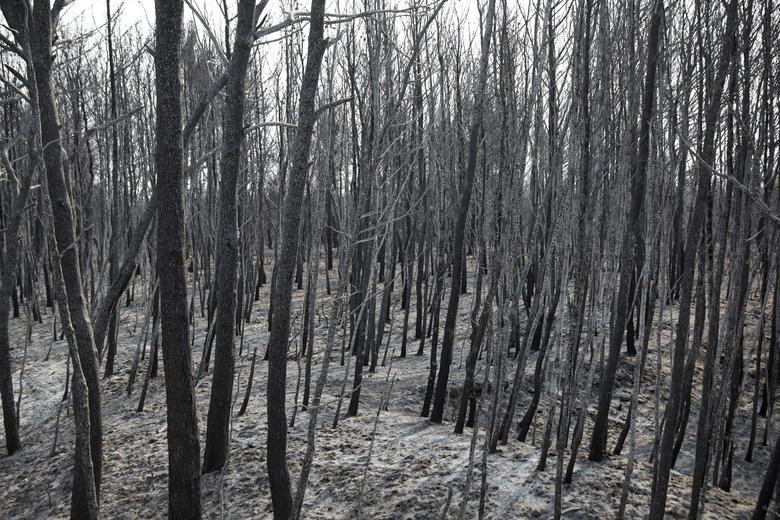 Khiep so canh chay rung nhu “tan the” o Hy Lap-Hinh-14