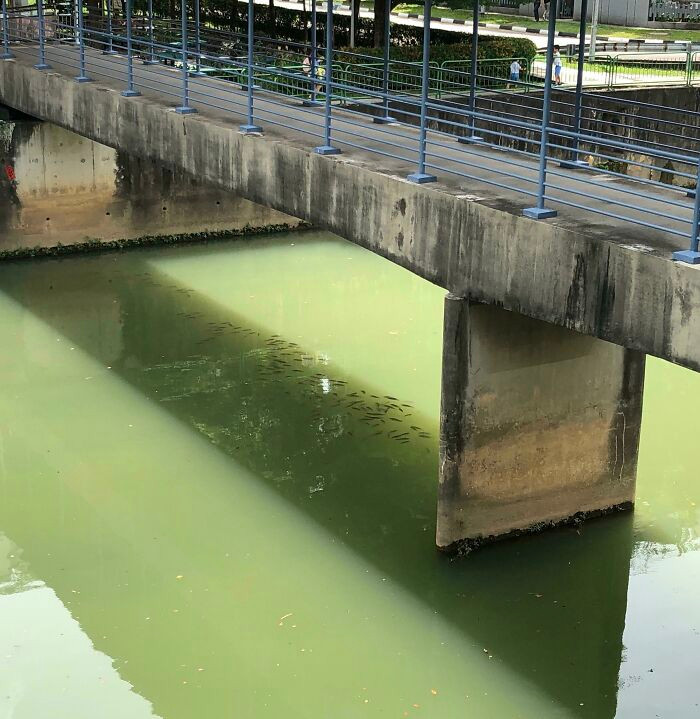 Cá cũng phải tìm bóng râm để tránh nóng.