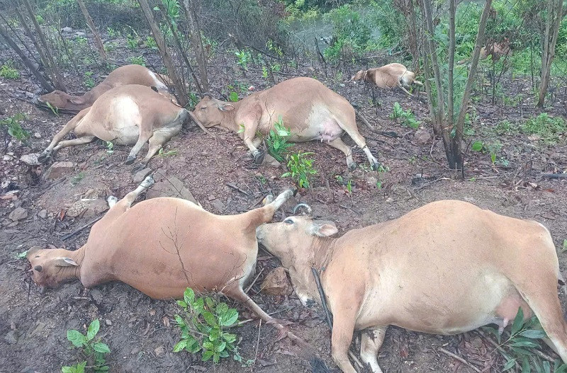 Dan bo 9 con chet trong rung o Ha Tinh, nghi do set danh