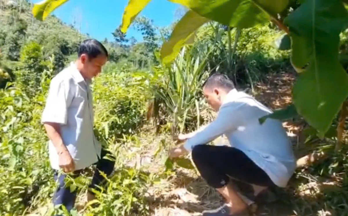 Nong dan Nghe An trong cay che co hoa ban dat nhu vang