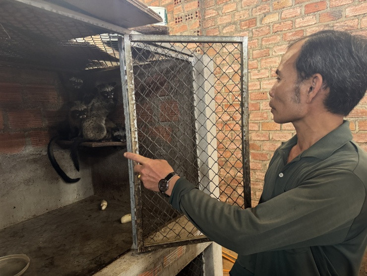 Lão nông nuôi con “ăn quả trả vàng”, thu 50 triệu đồng/tháng Lao nong nuoi con “an qua tra vang”, thu 50 trieu dong/thang