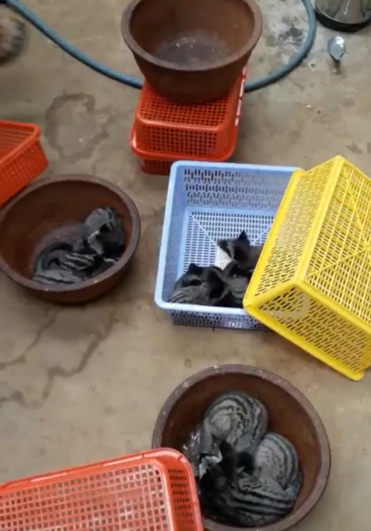 Lão nông nuôi con “ăn quả trả vàng”, thu 50 triệu đồng/tháng - Hình 2 Lao nong nuoi con “an qua tra vang”, thu 50 trieu dong/thang-Hinh-2