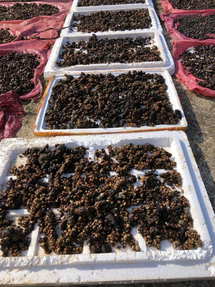 Lão nông nuôi con “ăn quả trả vàng”, thu 50 triệu đồng/tháng - Hình 4 Lao nong nuoi con “an qua tra vang”, thu 50 trieu dong/thang-Hinh-4