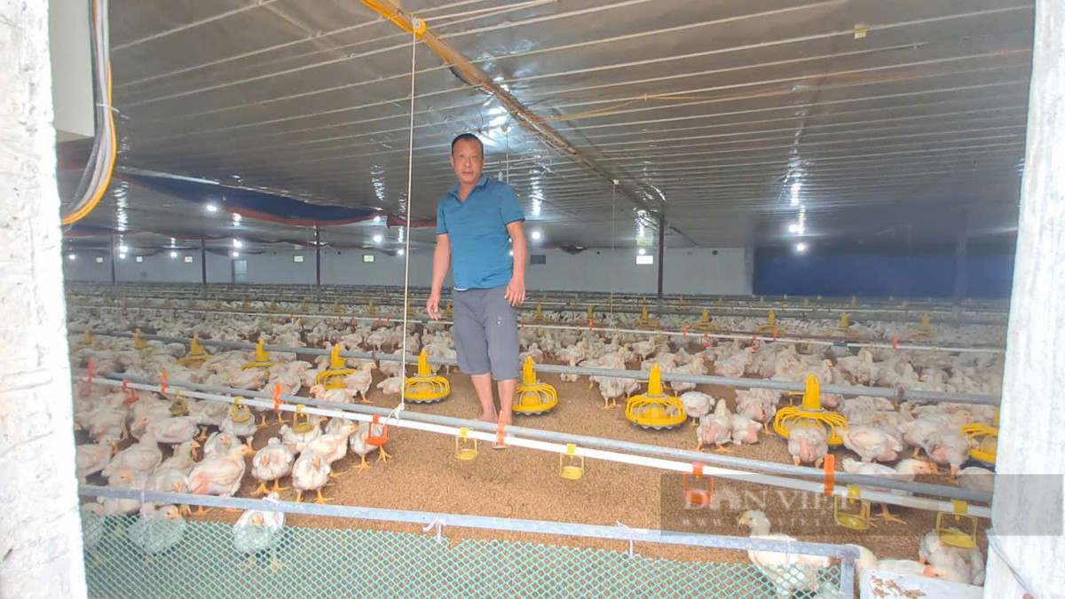 Vợ chồng anh nông dân Thái Nguyên thu tiền tỷ nhờ mô hình VAC Vo chong anh nong dan Thai Nguyen thu tien ty nho mo hinh VAC