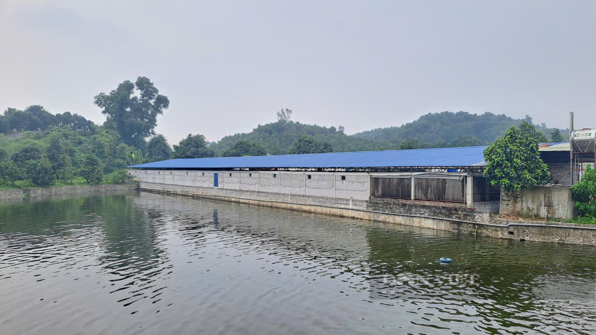 Vợ chồng anh nông dân Thái Nguyên thu tiền tỷ nhờ mô hình VAC - Hình 2 Vo chong anh nong dan Thai Nguyen thu tien ty nho mo hinh VAC-Hinh-2