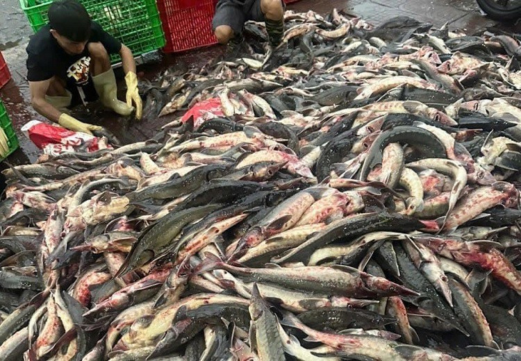 Nuôi cá nhà giàu, chàng trai mất trắng hàng chục tỷ đồng sau bão - Hình 3 Nuoi ca nha giau, chang trai mat trang hang chuc ty dong sau bao-Hinh-3