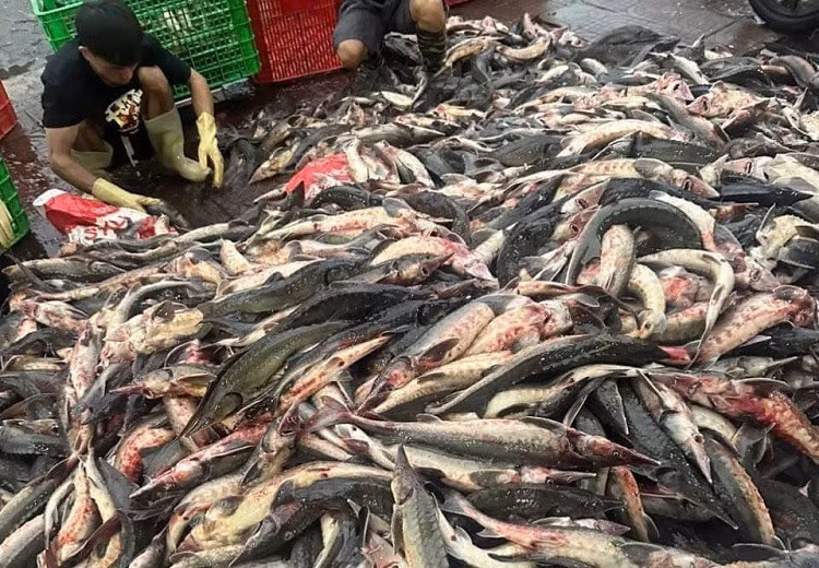 Nuoi ca nha giau, chang trai mat trang hang chuc ty dong sau bao-Hinh-3