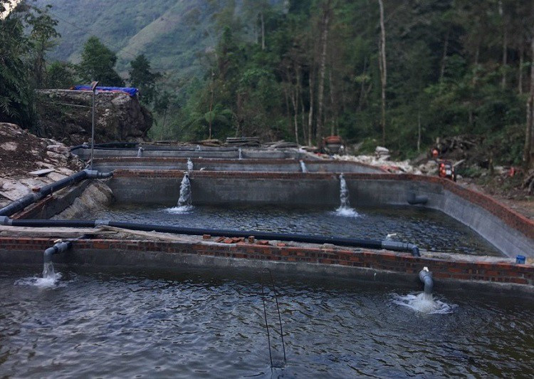 Nuôi cá nhà giàu, chàng trai mất trắng hàng chục tỷ đồng sau bão Nuoi ca nha giau, chang trai mat trang hang chuc ty dong sau bao