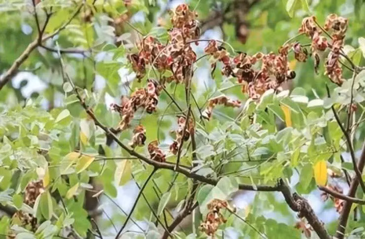 Cay tu than co gia hon 1 trieu/kg, nhai hat la trung doc