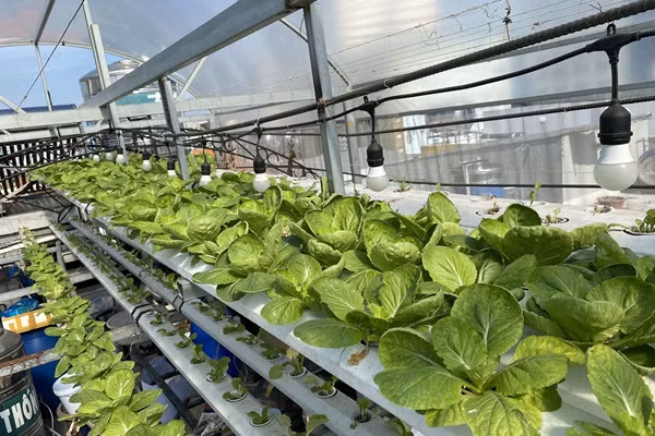 Làm vườn theo mô hình Aquaponic, cả nhà thoải mái hưởng trái ngọt - Hình 3 Lam vuon theo mo hinh Aquaponic, ca nha thoai mai huong trai ngot-Hinh-3