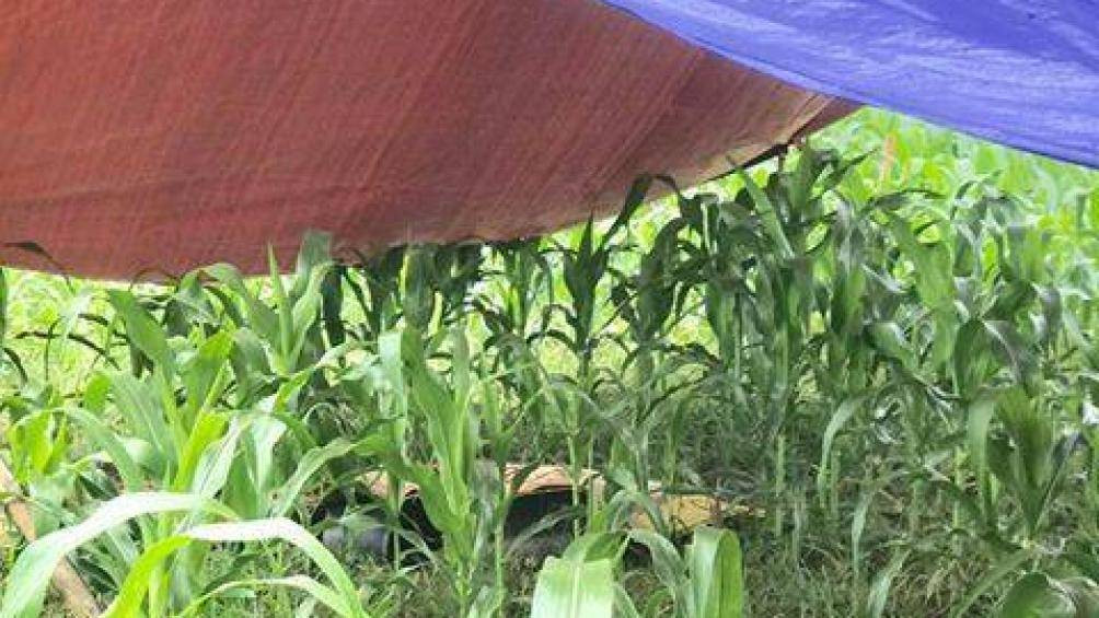 Hoa Binh: Nguoi phu nu bi set danh tu vong