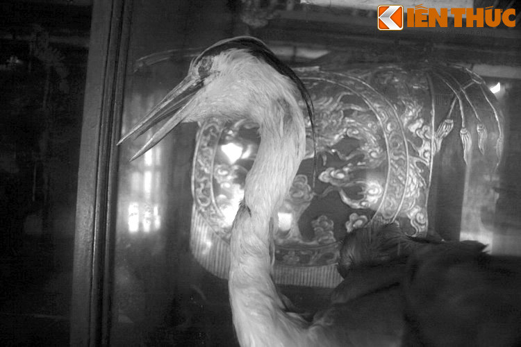 Sau khi tham khảo ý kiến của nhiều chuyên gia, hạc đã được mang ra Hà Nội để nhồi xác và sau đó được đưa vào lồng kính chuyển về trưng bày ở đền Cuông. Ngày nay, con hạc đã trở thành một linh vật, được nhiều người chiêm bái khi ghé thăm ngôi đền.