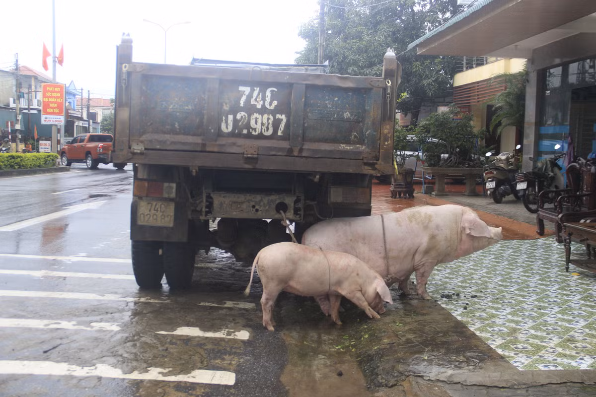 Gia súc được người dân đưa đến nơi cao ráo.