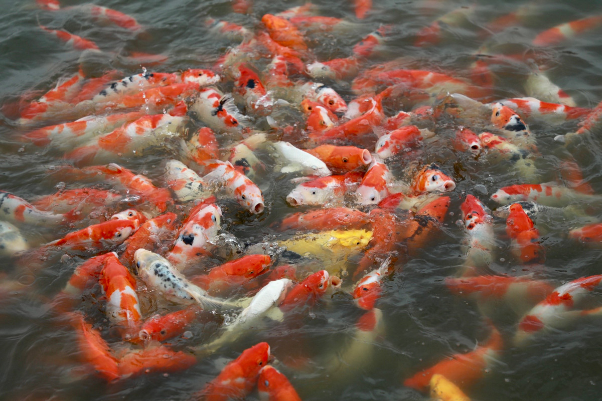 Một nhân viên làm việc tại đây cho biết, khoảng 8 tấn cá Koi đã được thả xuống hồ.