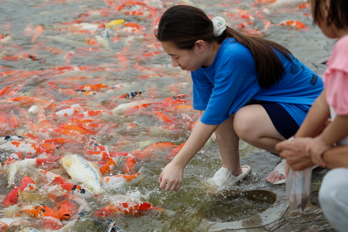 Bạn Thương (quận Tây Hồ) chia sẻ: “Mình cùng bạn bè đi dạo quanh Hồ Tây và bất ngờ khi thấy sự xuất hiện của rất nhiều con cá Koi tại đây. Chúng có màu sắc rất đẹp và không hề sợ người, nô đùa cùng cá mình thấy rất vui”.