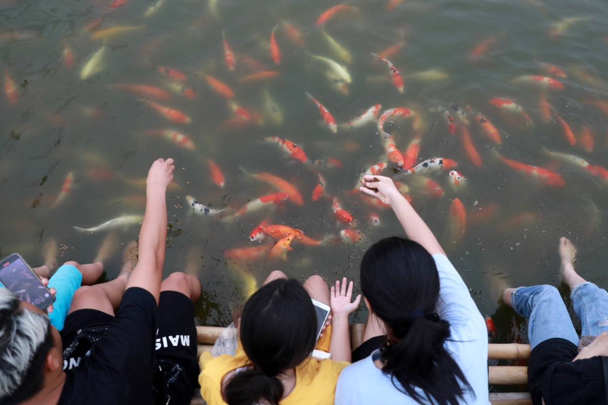 Được biết, những con cá Koi này được thả và nuôi dưỡng tại hồ này cách đây khoảng 1 tháng. Trước đây khu vực này là một trong những đầm sen nổi tiếng ở hồ Tây. Sau đó, một doanh nghiệp tại Hà Nội đã cải tạo nguồn nước và cảnh quan đầm sen.