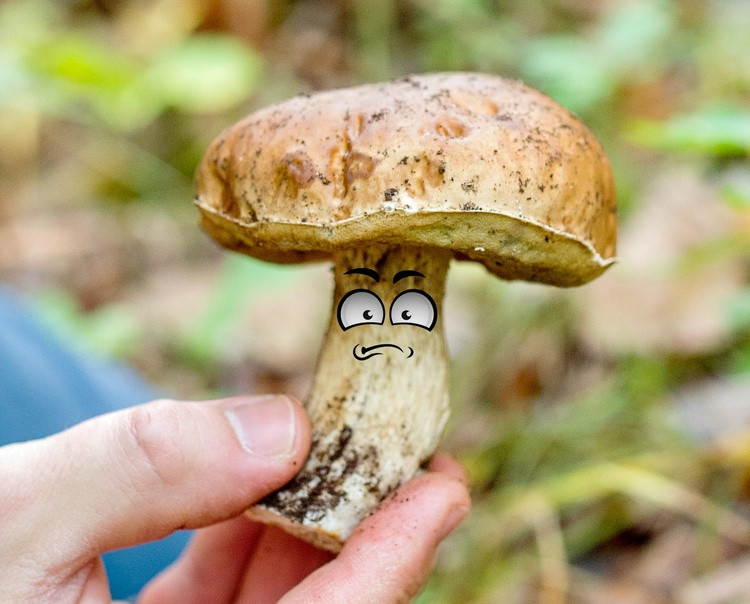 9. Nấm có mối quan hệ gần với động vật hơn là thực vật: Trong một thời gian dài, các nhà phân loại học đã xếp nấm là thành viên của giới Thực vật. Sự phân loại này chủ yếu được dựa trên sự tương đồng trong cách sống giữa nấm và thực vật: cả nấm và thực vật chủ yếu đều không di động, hình thái và môi trường sống có nhiều điểm giống nhau, đều có thành tế bào - điều mà giới Động vật không có. Nhưng nghiên cứu tế bào gene lại chỉ ra rằng cấu trúc tế bào của nấm gần với động vật hơn. Dù thế, hiện nay nấm lại được công nhận là một giới riêng biệt, khác biệt hẳn với thực vật hay động vật.