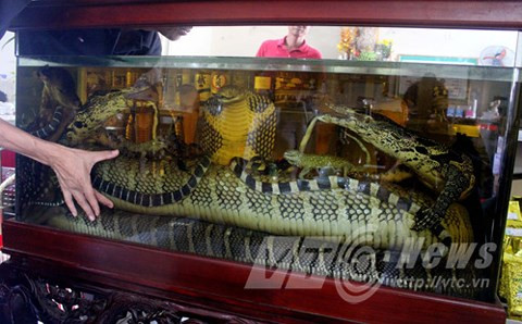 Đại hổ chúa trong bể rượu.