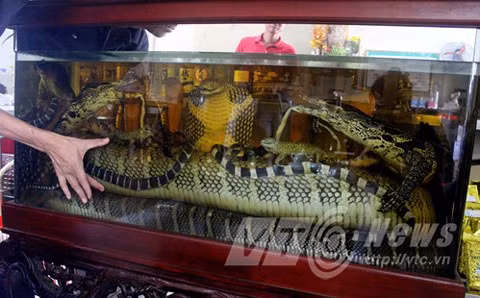 Đại hổ chúa trong bể rượu.