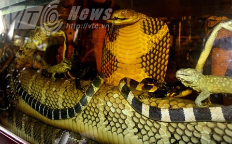 Đại hổ chúa thân to bằng cái phích.