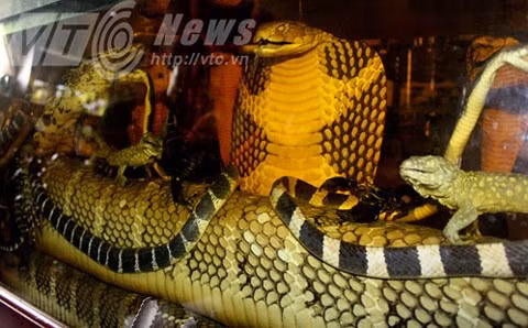 Đại hổ chúa thân to bằng cái phích.