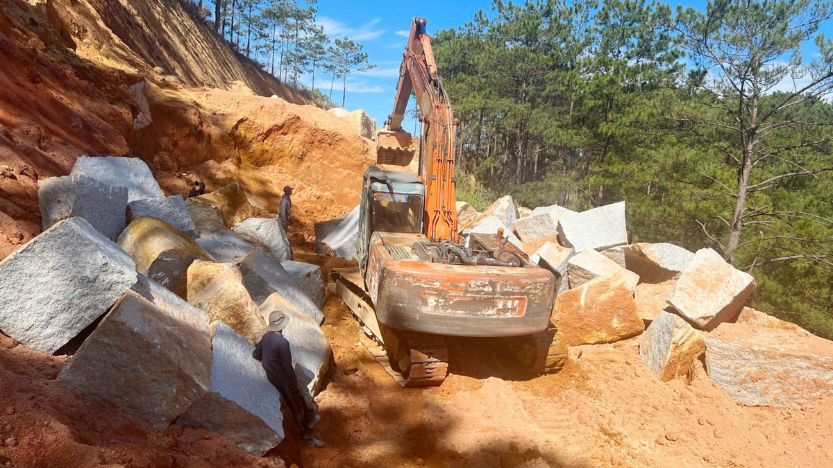 Lam Dong: Thi cong du an rac de do hon 100 cay thong-Hinh-2