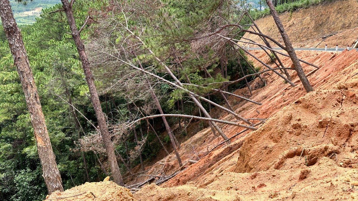 Lam Dong: Thi cong du an rac de do hon 100 cay thong