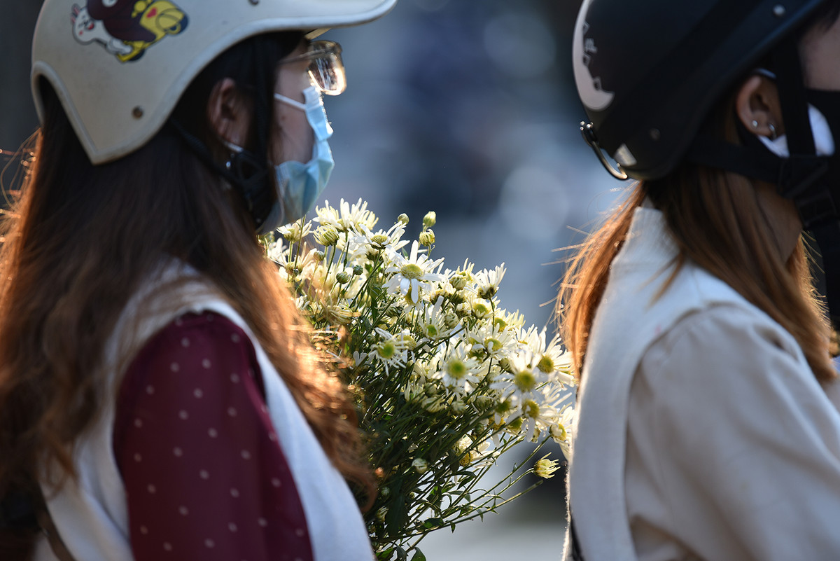 Cúc Hoạ mi thường xuất hiện trong khoảng thời gian đầu của mua Đông và kết thúc sớm trong vòng 1 tháng.