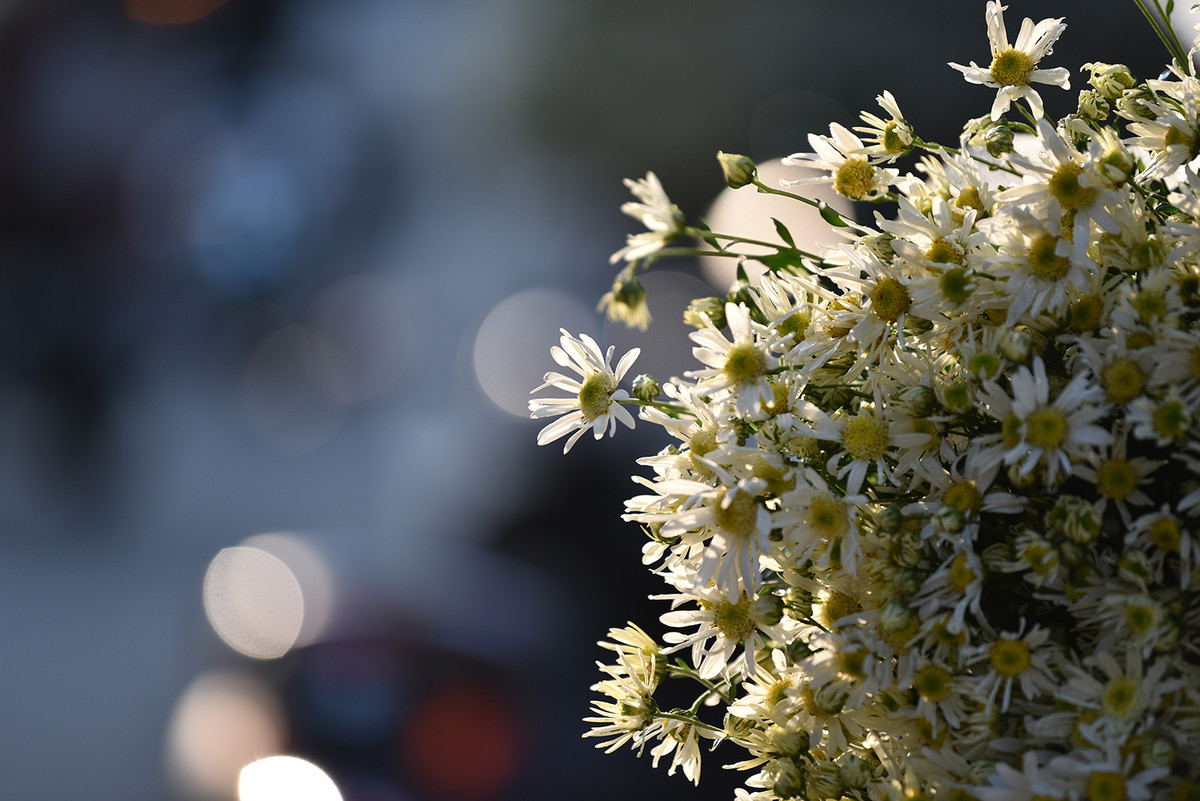 Cúc Hoạ mi có màu trắng thuần khiết rất phù hợp để khoe sắc dưới tiết trời nắng nhưng có phần se lạnh của Hà Nội.