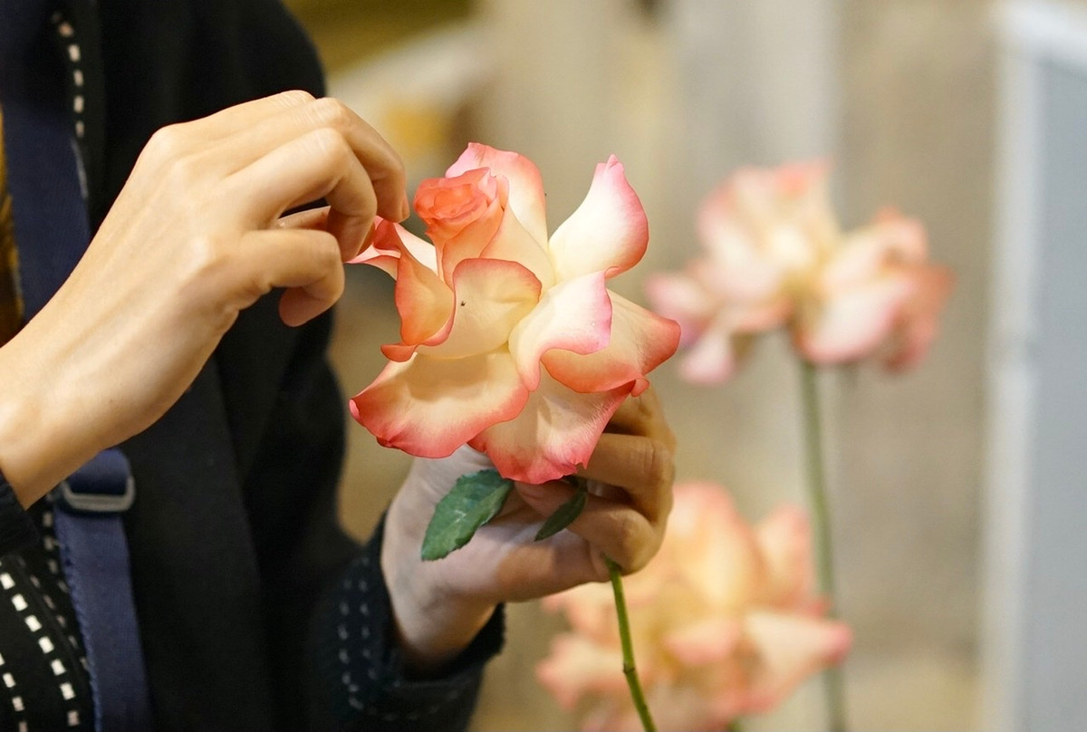 Một bông hồng trở nên lạ mắt sau khi được tách cánh.