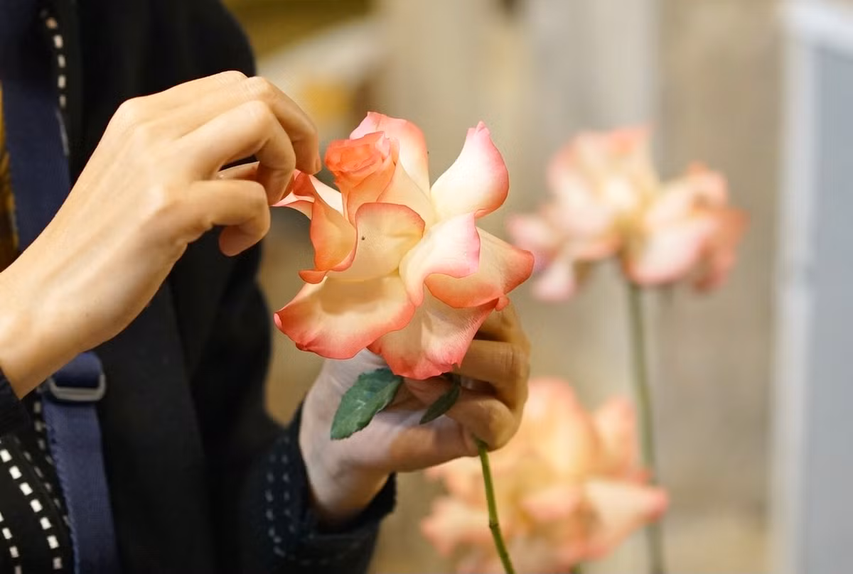 Một bông hồng trở nên lạ mắt sau khi được tách cánh.