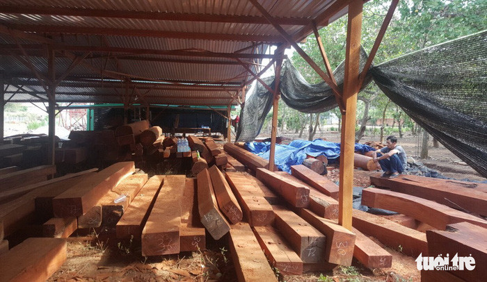 Gỗ quý hiếm Phượng "râu" chuẩn bị xây biệt thự.