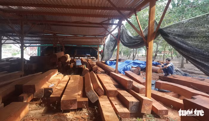 Gỗ quý hiếm Phượng "râu" chuẩn bị xây biệt thự.