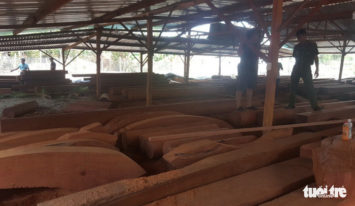 Gỗ quý hiếm Phượng "râu" chuẩn bị xây biệt thự.