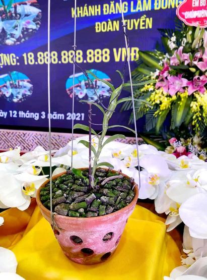 Xon xao hinh anh buoi le nhuong ban hoa lan 5 canh trang gan 19 ty o Ha Nam-Hinh-2