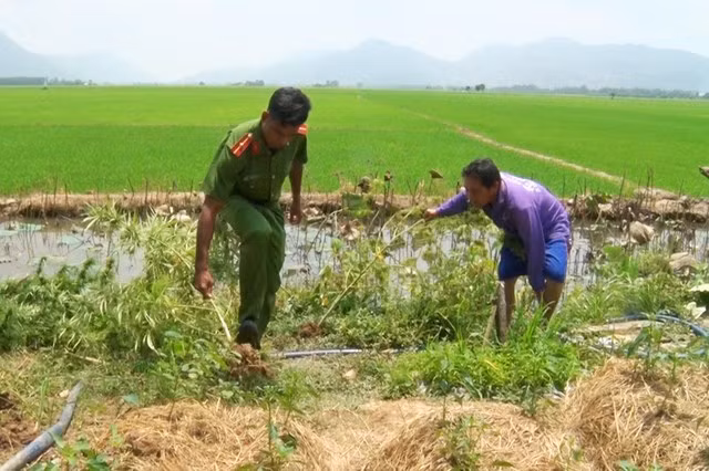  Phát hiện một hộ dân biên giới trồng cây cần sa... để 'nuôi gà': Ngày 15/3, Công an tỉnh An Giang cho biết vừa phát hiện hộ gia đình nhà ông Nguyễn Văn Út (sinh năm 1971 ở xã Lạc Quới huyện Tri Tôn) có trồng cây cần sa. Ông Út khai nhận: trước đó ông xin hạt loại cây này về ươm trồng để lấy lá cho gà ăn, nhằm phòng chống dịch bệnh và không biết đây là loại cây pháp luật cấm trồng.