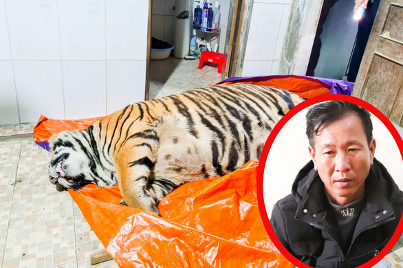 Mua ho 2,5 ta ve nau cao: Luat bao ve dong vat hoang da the nao?