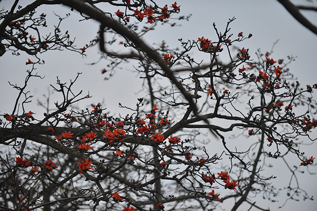 Hoa gạo năm cánh đỏ tươi, lúc rơi cánh hoa xoay như chóng chóng rất đẹp mắt. Những chùm hoa nở như những đốm lửa đang cháy bập bùng. 