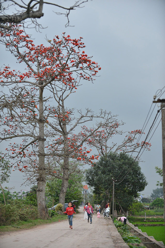 Hoa gạo cũng hấp dẫn các cháu nhỏ trong làng.