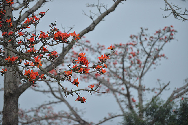 Những cành hoa gạo khẳng khiu, gầy guộc nhưng phủ kín hoa.