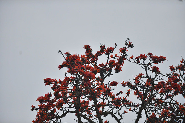 Thời tiết nắng ấm, hoa gạo được dịp bung nở, kèm theo đó là những chồi xanh cũng bắt đầu nhú.