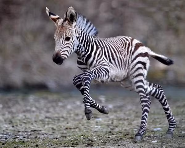 Thực tế, ngựa vằn con khi mới sinh được vài ngày rất hiếu động, tò mò. (Nguồn Sina)