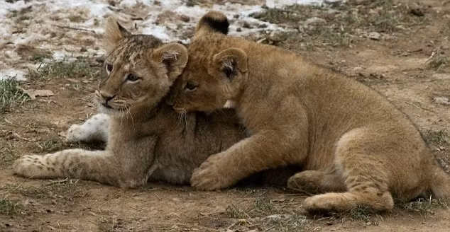 Sư tử được đánh giá là một trong những loài động vật tình cảm, tuy hệ thống phân bậc rõ ràng nhưng chúng đoàn kết và thường không bỏ mặc nhau trong lúc nguy hiểm. (Nguồn Sina)