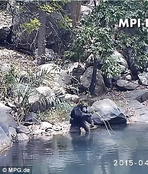 Thú vị hơn, những kinh nghiệm này sẽ được truyền từ thế hệ này sang thế hệ khác thông qua sự giáo dục trực hệ. Nghiên cứu cho thấy tinh tinh mẹ dạy con mình làm thế nào để dùng cành cây dài "câu" tảo ăn. (Nguồn Sina)