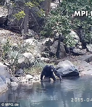 Đặc biệt là trong mùa khô, các nhà khoa học quan sát thấy tinh tinh thường dành hàng tiếng đồng hồ để "câu" tảo. (Nguồn Sina)