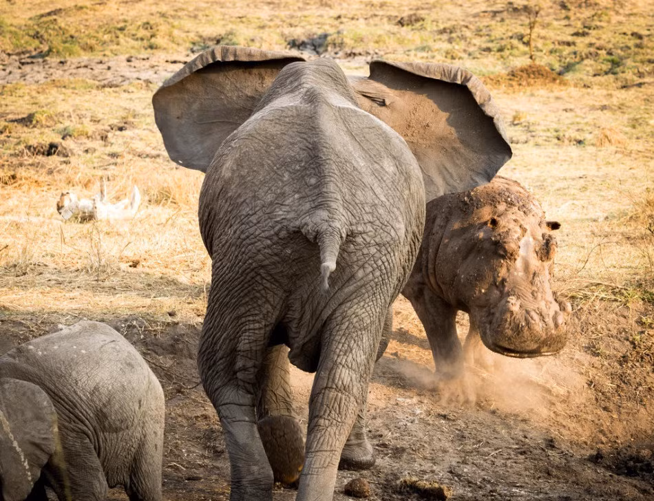 Hà mã vốn là loài động vật vô cùng hung dữ, chúng sẵn sàng gây gổ để đạt được thứ mình muốn. Khi thấy voi con đang lang thang trong khu vực uống nước thuận lợi của mình, hà mã tiến đến định dạy dỗ voi con. (Nguồn Sina)